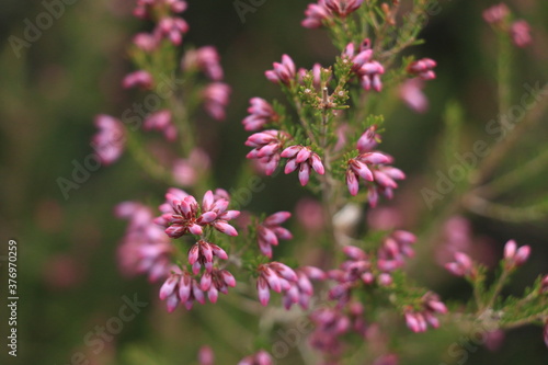 flowers in the garden