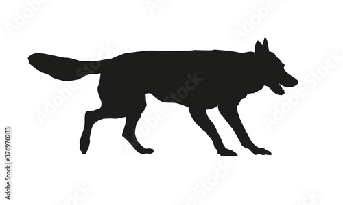 Black silhouette of running czechoslovak wolfdog puppy. Isolated on a white background.