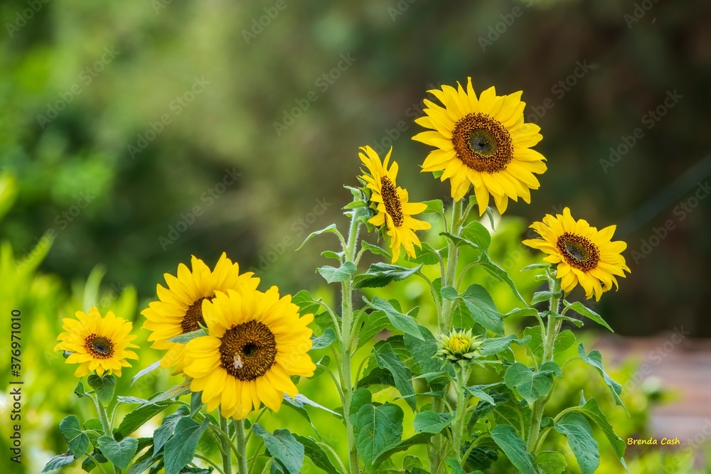 Perfectly Yellow Sunflowers in Beautiful Full Bloom Perfectly Yellow Sunflowers in Beautiful Full Bloom