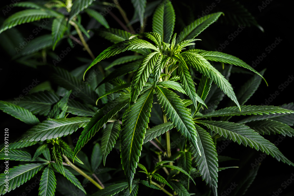 Mature marijuana plant with bud and leaves. Marijuana plant texture on an indoor cannabis farm.The concept of Indoor grow marijuana. marijuana for recreational purposes. Mature marijuana plant with bud and leaves. Marijuana plant texture on an indoor cannabis farm.The concept of Indoor grow marijuana. marijuana for recreational purposes.