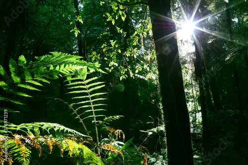 Sunlight shining through trees in green tropical jungle forest