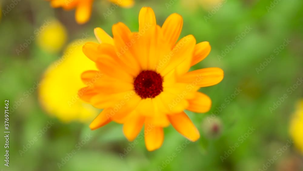Marigold (Calendula Officinalis) Sway In the Wind. Beautiful flower in the garden swinging in the wind Marigold (Calendula Officinalis) Sway In the Wind. Beautiful flower in the garden swinging in the wind