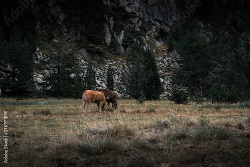 Image of two wild cows, eating grass, in the mountains of the Catalan Pyrenees
