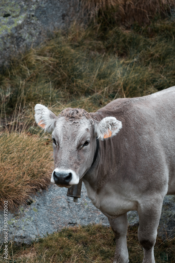 Image of a close-up of a wild cow in the Catalan Pyrenees