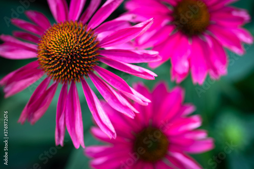 Macro of a trio of  Raspberry Kismet echinacea  coneflowers  lightly scented  isolated in a Midwest garden.