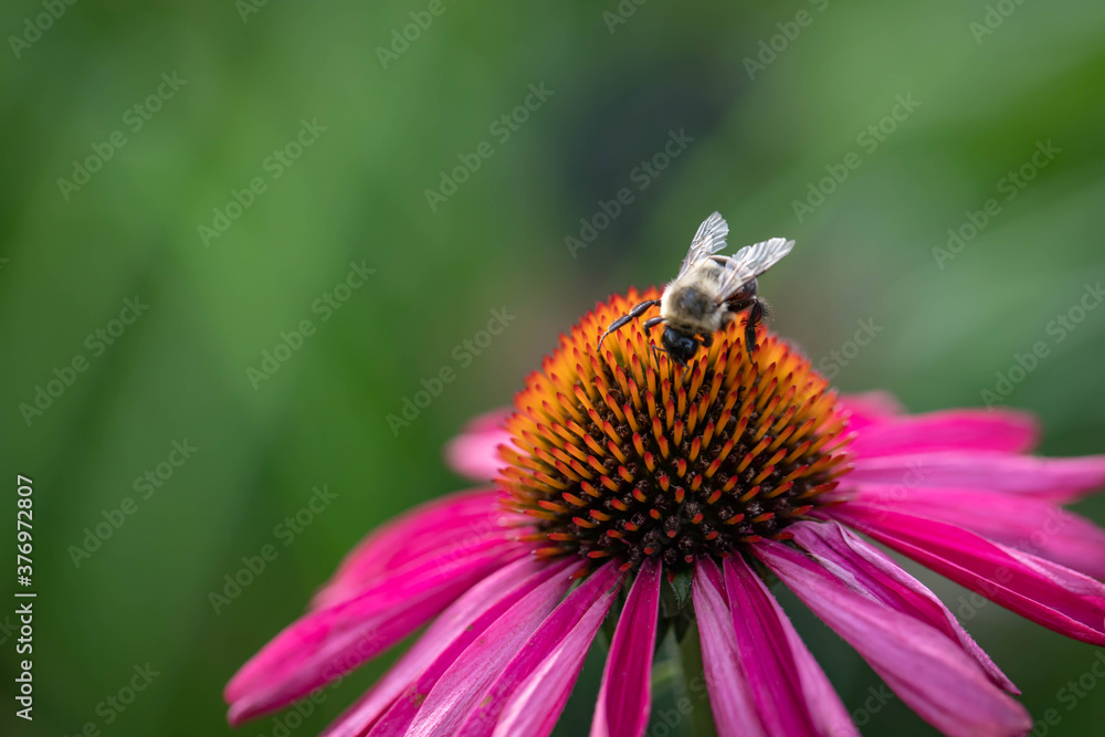Macro of a bee extracting pollen from a Raspberry Kismet echinacea, coneflower, lightly scented, isolated in a Midwest garden. Macro of a bee extracting pollen from a Raspberry Kismet echinacea, coneflower, lightly scented, isolated in a Midwest garden.