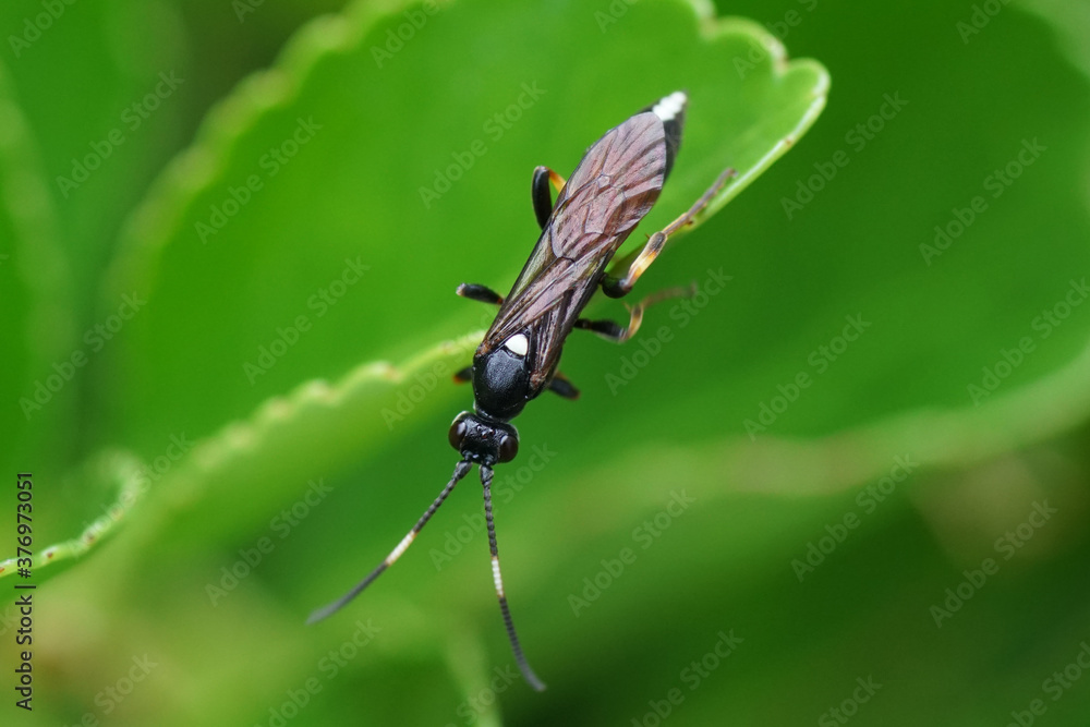 Ichneumon wasp (probably Ichneumon stramentarius) on a leaf of an Evergreen spindle, Japanese spindle (Euonymus japonicus), family Celastraceae. Netherlands, October Ichneumon wasp (probably Ichneumon stramentarius) on a leaf of an Evergreen spindle, Japanese spindle (Euonymus japonicus), family Celastraceae. Netherlands, October