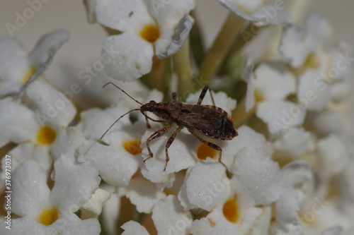 Damsel bug (Himacerus mirmicoides) of the family Nabidae on flowers of summer lilac (Buddleja davidii) in a Dutch garden. Netherlands, October photo