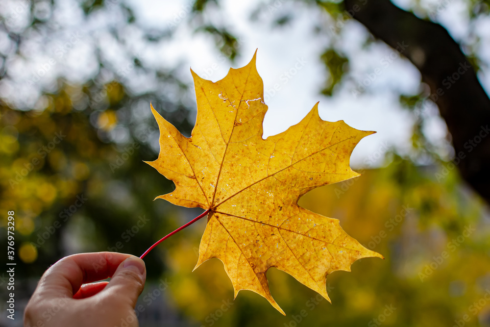 Hand holding yellow maple leaf against a background of autumn park. Autumn background. Seasonal concept.