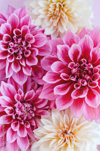 Amazing Dahlia flowers in pink and cream colors on a pink pastel background. Floral background or wallpaper. © Inna
