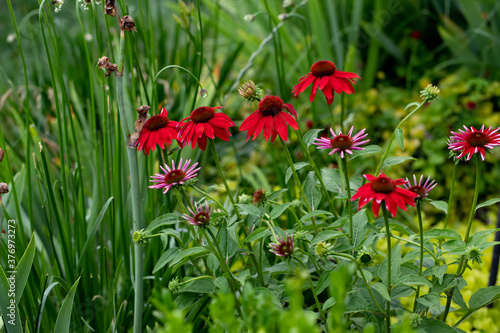 Salsa red sombrero coneflowers, echinacea, spice up the garden with vibrant color