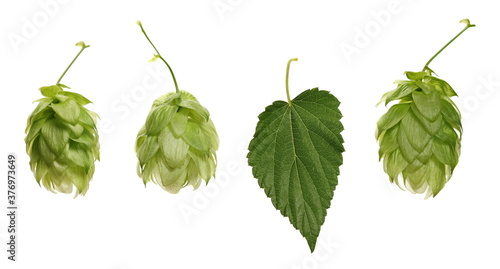 Set fresh hops and leaf, humulus lupulus isolated on white background with clipping path