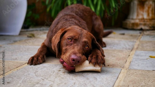 Young brown labrador chewing on a bone 
