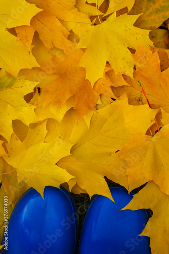 Yellow-orange autumn leaves and blue rubber boots.