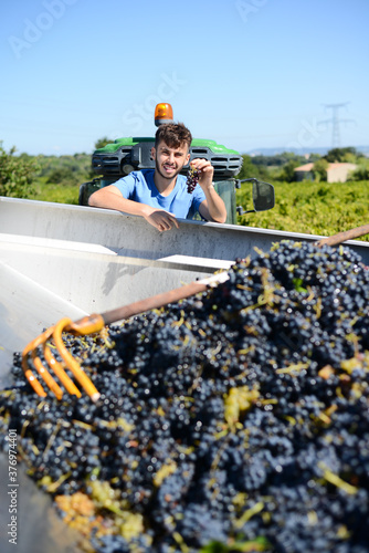 handsome young man winemaker in his vineyard picking grapes during wine harvest