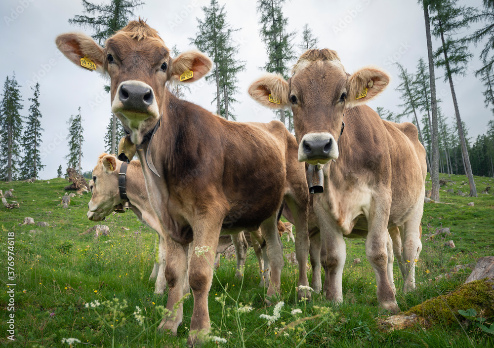 calves calves