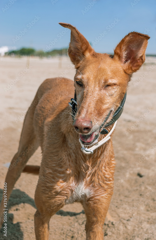 Perro en la playa guiñando un ojo Perro en la playa guiñando un ojo
