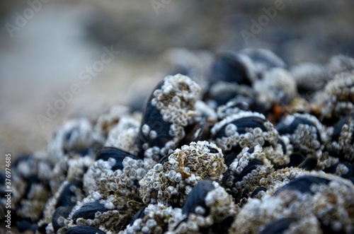 Bank of wild mussels covered with barnacles in close-up with limited depth of field