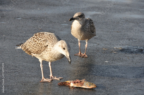 Seagulls & Fish