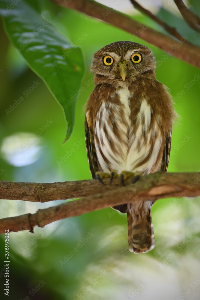 Ferruginous Pygmy-owl perches on branch