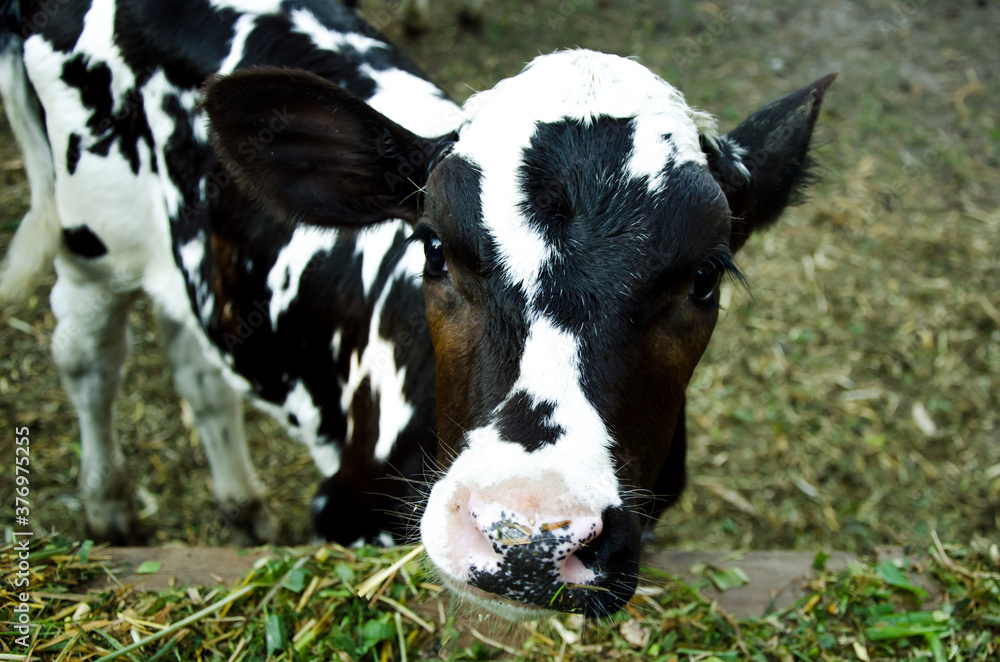 cow color Dolmatinsky. a man feeds a cow. Agriculture. livestock. feeding cattle. farming. cow color Dolmatinsky. a man feeds a cow. Agriculture. livestock. feeding cattle. farming.