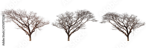 Dead tree set  Trees Isolated on a white background  Collection of green trees  Design artwork