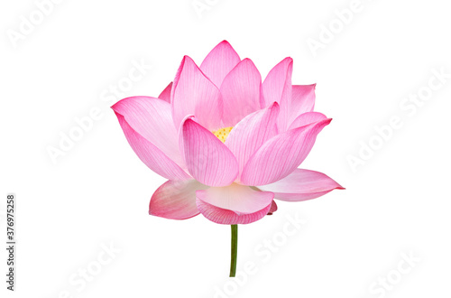 Pink Lotus flower isolated on white background. File contains with clipping path so easy to work.