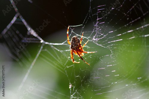 Wallpaper Mural araignée sur sa toile Torontodigital.ca