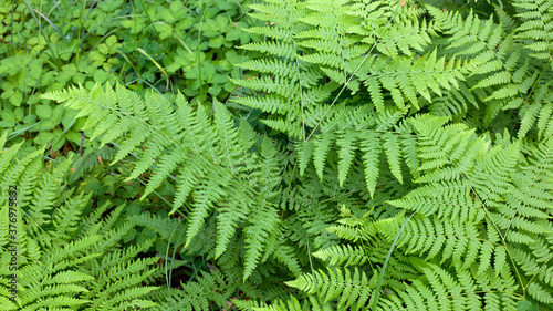 Natural green fern background or pattern