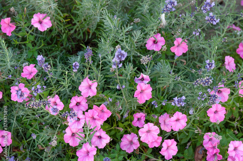 pink and blue petunias in the flowerbed