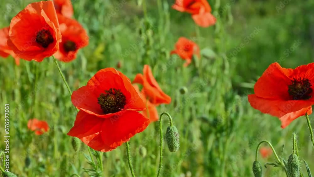 Blooming poppy field (Papaver Rhoeas) in the wind, in sunny day Blooming poppy field (Papaver Rhoeas) in the wind, in sunny day