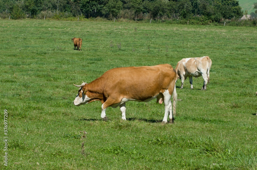 cows with calves on pasture