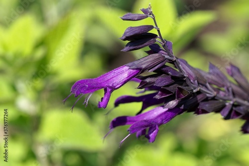 Flower of a hummingbird sage, Salvia guaranitica photo