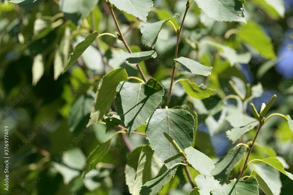 Leaves of a paper birch, Betula papyrifera Leaves of a paper birch, Betula papyrifera