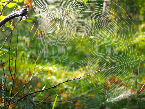 gossamer in the forest. spider. late summer. nature. poster.