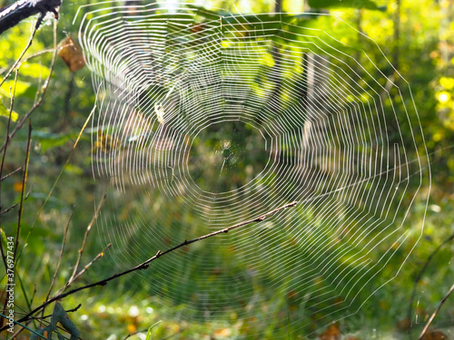 gossamer in the forest. spider. late summer. nature. poster.