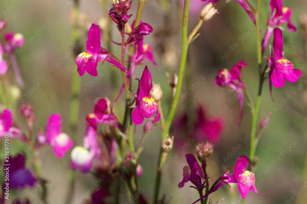 Flower of a Moroccan toadflax, Linaria maroccana Flower of a Moroccan toadflax, Linaria maroccana