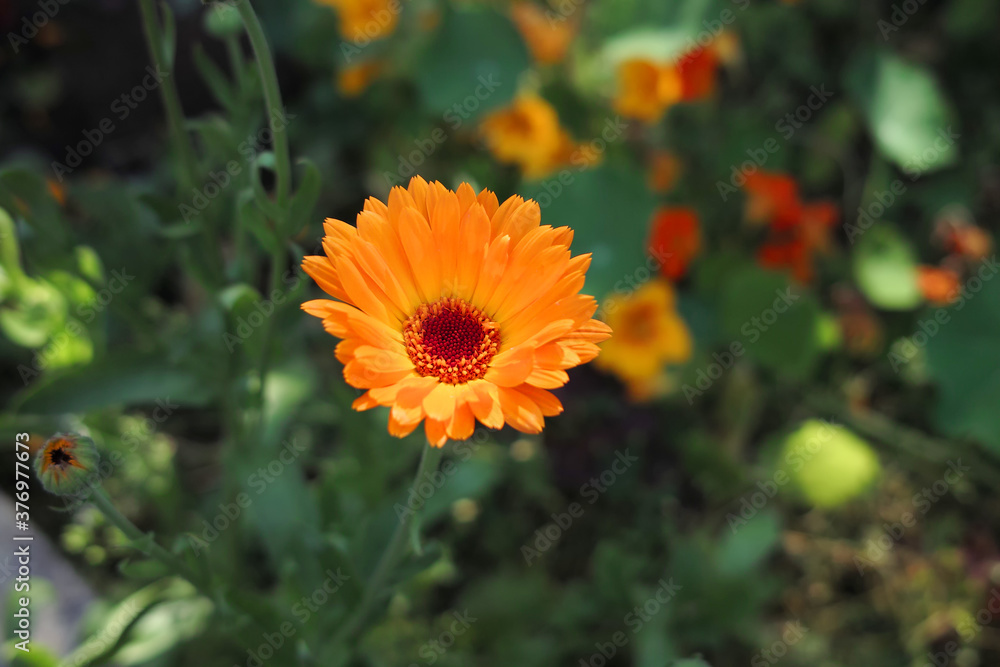 Flower of Calendula officinalis. Flower of Calendula officinalis.