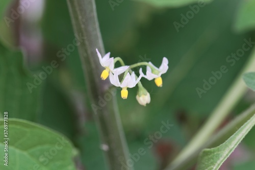 Flower of a wonderberry, Solanum retroflexum photo