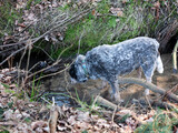 Australian cattle dog drinking from a forest stream,