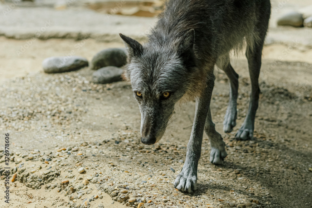 wolf wolf