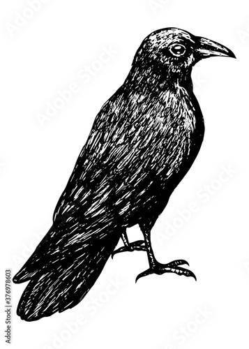 Sketch of a crow black outline on a white background isolated, stock vector illustration for design and decoration, sticker, baaner, oster, vintage, gothic