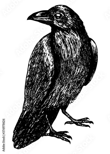 Sketch of a crow black outline on a white background isolated, stock vector illustration for design and decor, sticker, baaner, oster, vintage