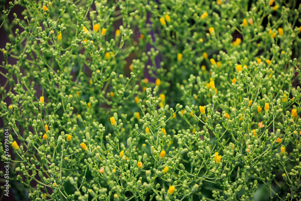 Vegetable salad blooms with yellow flowers. Botanical background Vegetable salad blooms with yellow flowers. Botanical background