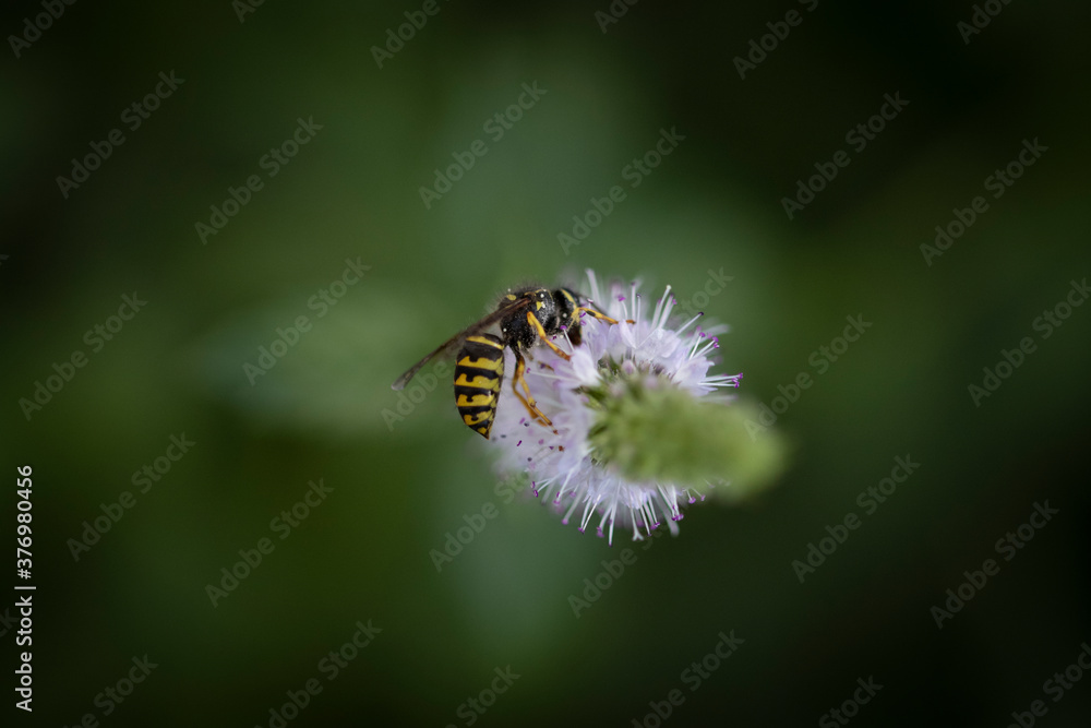 Macro of wasp on white flower with blurry green background