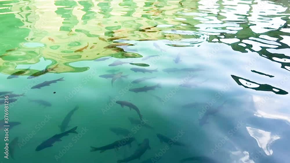 habitat of the fish family in freshwater habitat of the fish family in freshwater