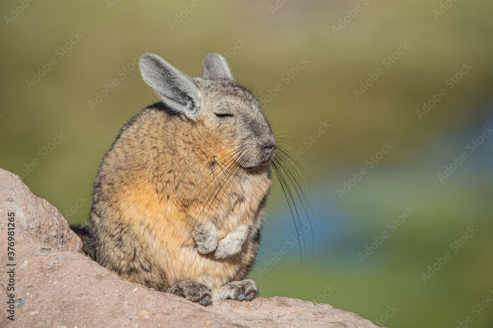 Fototapeta premium Vizcacha