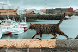 Cat at the harbor. 