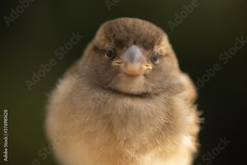 Closeup of cute chubby sparrow