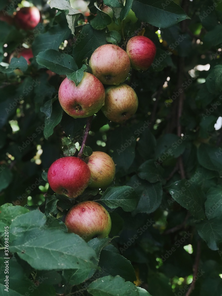 Apple Apple